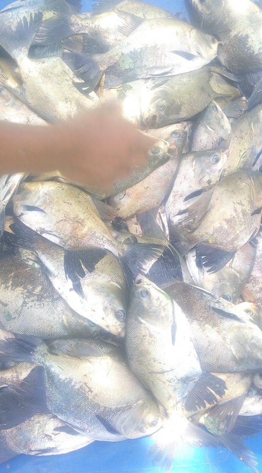 Foram distribuidos mais de 200 quilos de peixe. Foto: divulgação - Foto: divulgação